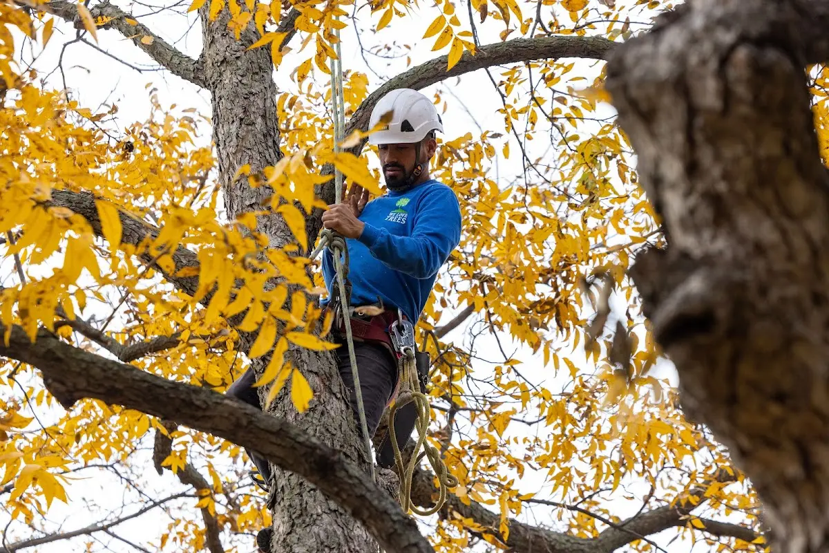 Skilled Storm Damage Cleanup crew working in Ashton